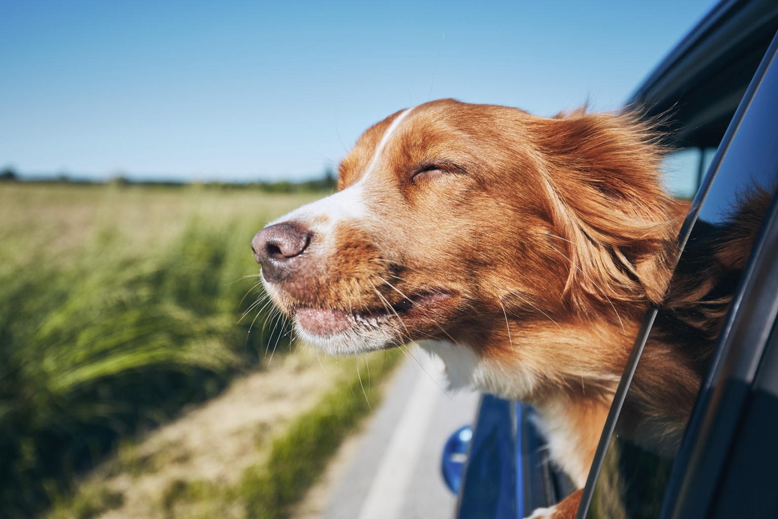 How To Get Rid of Dog Smell in Car ChipsAway Blog