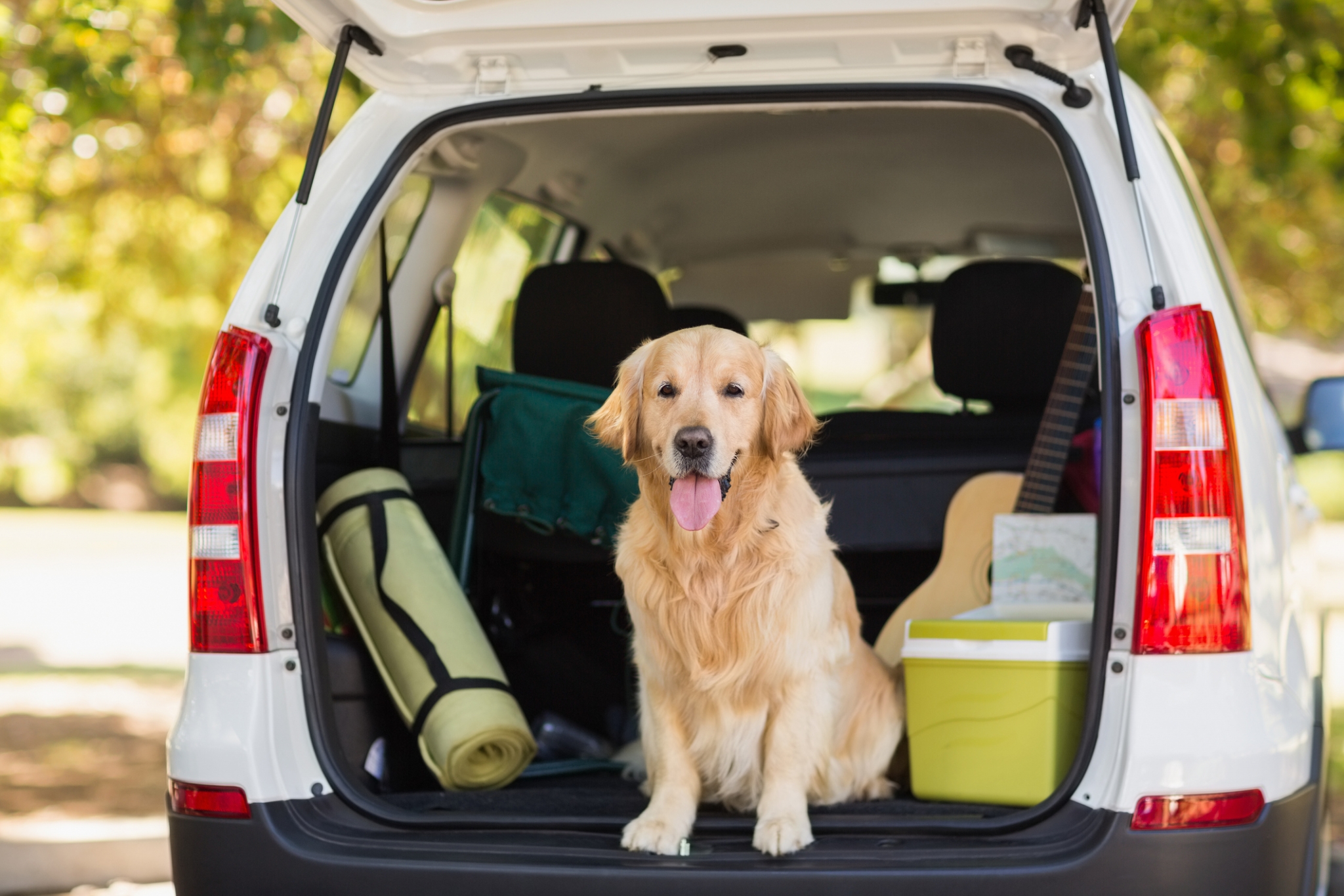 How To Get Rid of Dog Smell in Car ChipsAway Blog